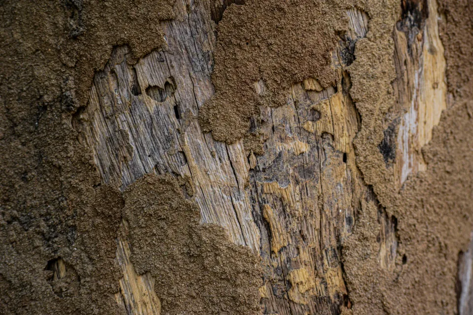 Termite Mud Tube — Pest Control